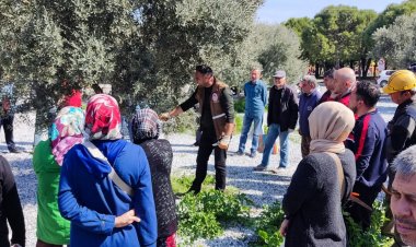 Zeytin Budama Kursları Yoğun Talep Görüyor