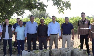 Üzüm Hasadı Başladı, Bağcıların Yüzü Gülüyor