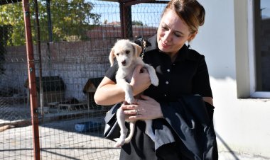 Sahiplendirme ve Kısırlaştırma Çalışmaları Sürüyor