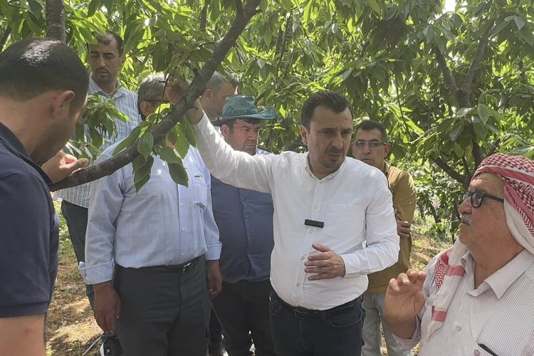 KİRAZ ÜRETİCİSİ CHP’Lİ BAŞEVİRGEN’E DERT YANDI: “BİR AĞAÇTAN 25&30 KİLO ÜRÜN ALINIYORDU. ŞİMDİ BİR KİLO BİLE YOK”