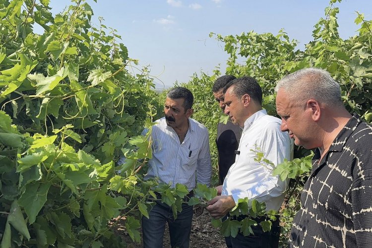 MANİSALI ÜZÜM ÜRETİCİSİ, CHP’Lİ BAŞEVİRGEN’E DERT YANDI: “ÇALIŞTIKÇA KÖTÜYE GİDİYORUZ EMEĞİMİZ, ALIN TERİMİZ HİÇE SAYILIYOR”