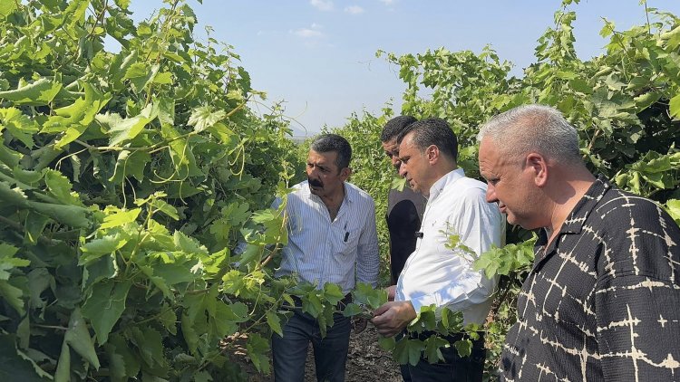 MANİSALI ÜZÜM ÜRETİCİSİ, CHP’Lİ BAŞEVİRGEN’E DERT YANDI: “ÇALIŞTIKÇA KÖTÜYE GİDİYORUZ EMEĞİMİZ, ALIN TERİMİZ HİÇE SAYILIYOR”