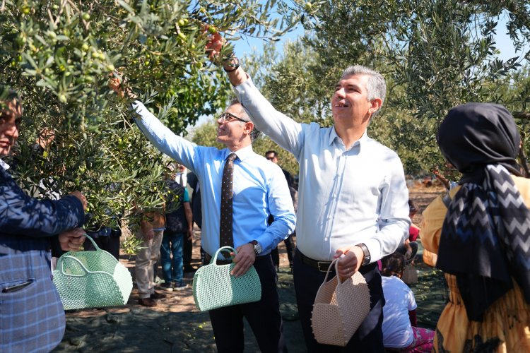 SOMA’DA ZEYTİN HASADI ŞENLİĞİ