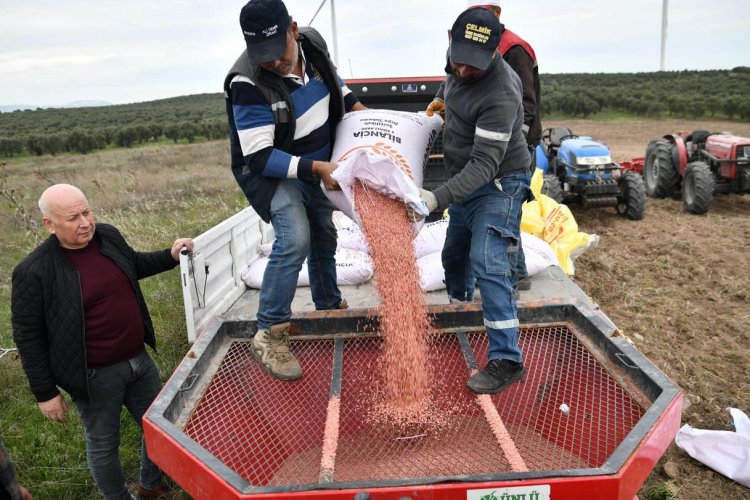 AKHİSAR BELEDİYESİ 125 DÖNÜMLÜK ARAZİSİNDE BUĞDAY VE ARPA EKİMİNE BAŞLADI