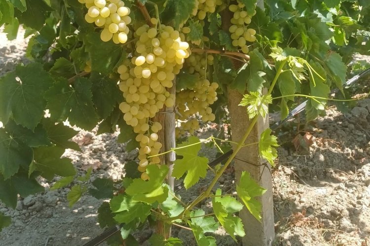 Kuru Üzümde Kritik Bekleyiş: Üreticinin Gözü Açıklanacak Fiyatta