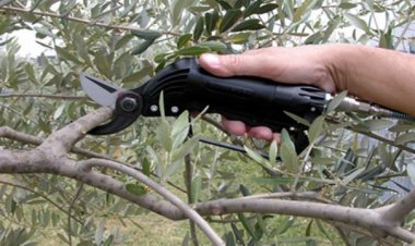 AKHİSAR HALK EĞİTİMİ  MERKEZİ  MÜDÜRLÜĞÜ TARAFINDAN ZEYTİN AĞACI BUDAMA KURSU  AÇILACAKTIR.