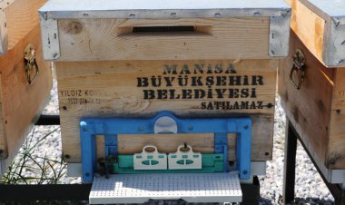 Manisa Büyükşehir’den Manisalı Arıcılara Ana Arı Desteği