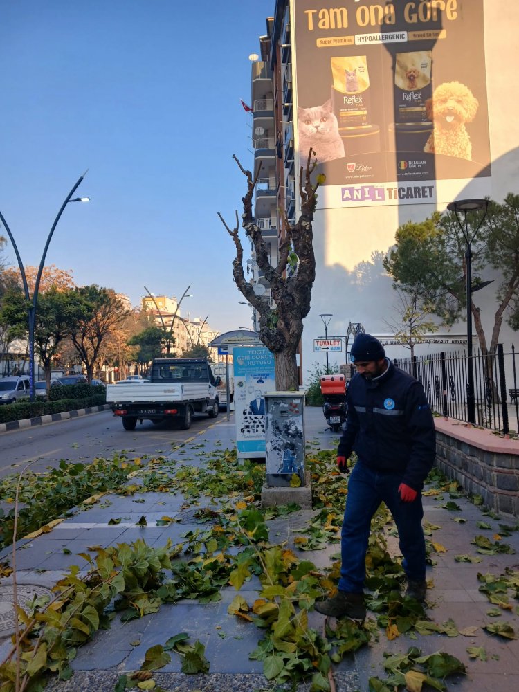 Büyükşehir Kent Genelinde Budama Çalışmalarına Devam Ediyor