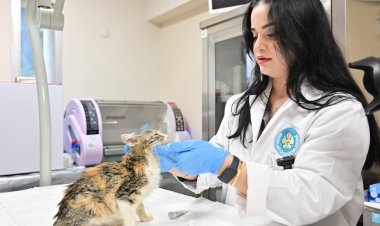 Minik Patiler Kliniği’nde Kısırlaştırılan Kedi Sayısı 3 Bini Geçti