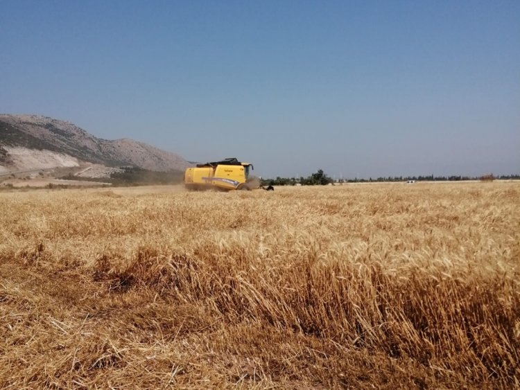 Biçerdöverle Hasat Konusunda İlçe Tarım’dan Önemli Uyarı!