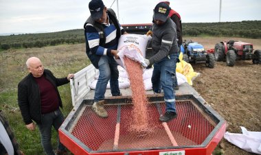 AKHİSAR BELEDİYESİ 125 DÖNÜMLÜK ARAZİSİNDE BUĞDAY VE ARPA EKİMİNE BAŞLADI