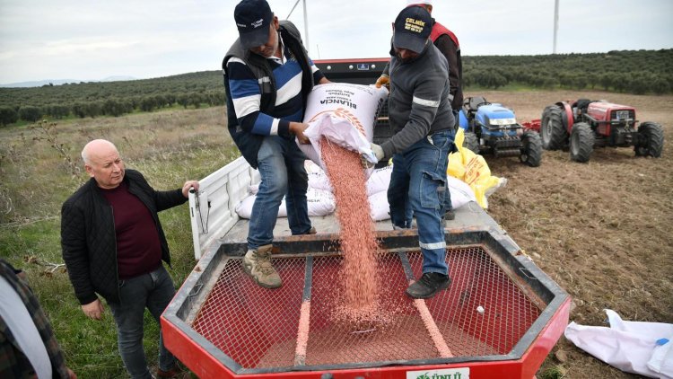 AKHİSAR BELEDİYESİ 125 DÖNÜMLÜK ARAZİSİNDE BUĞDAY VE ARPA EKİMİNE BAŞLADI