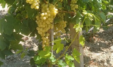 Kuru Üzümde Kritik Bekleyiş: Üreticinin Gözü Açıklanacak Fiyatta