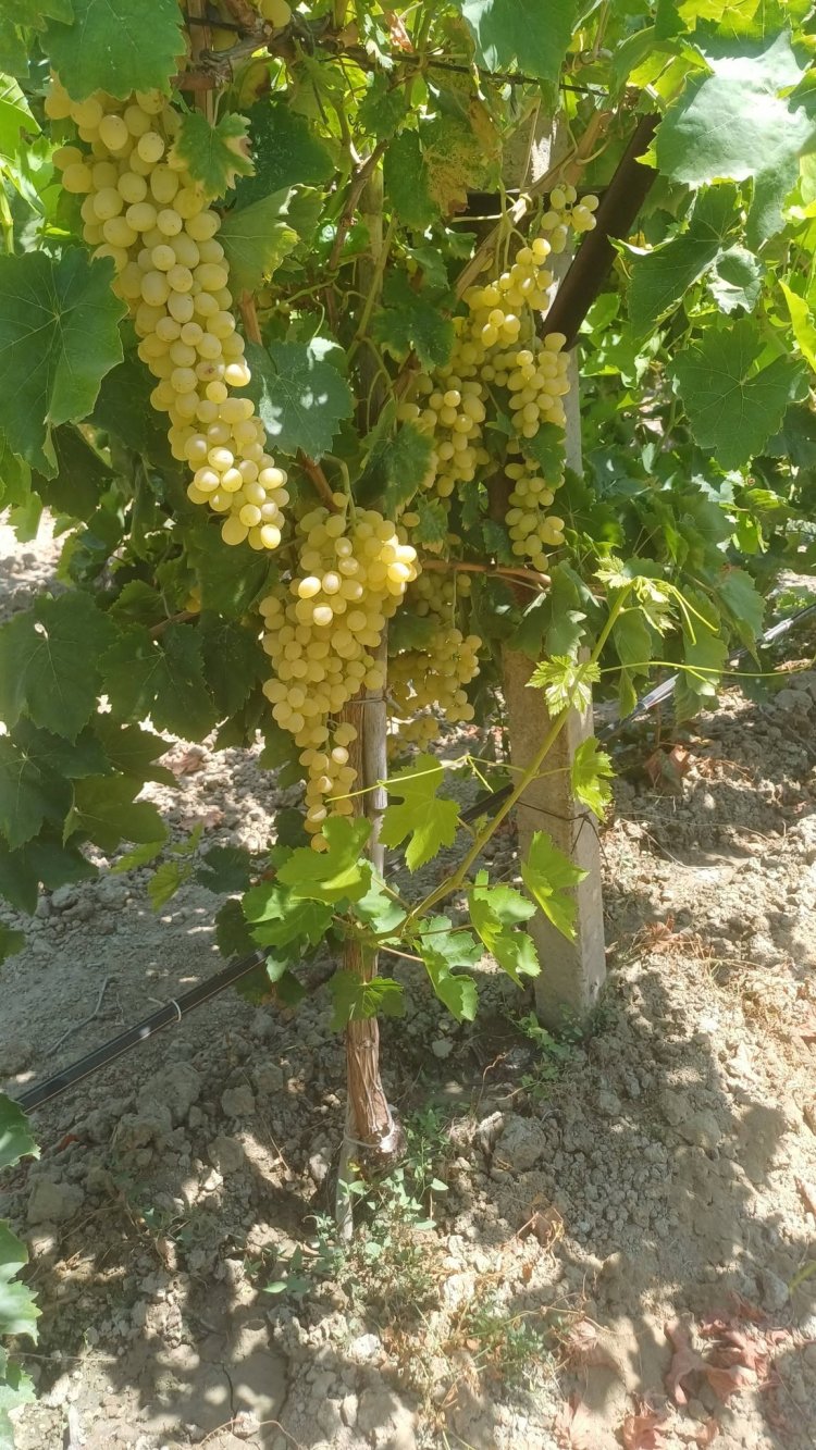 Kuru Üzümde Kritik Bekleyiş: Üreticinin Gözü Açıklanacak Fiyatta